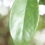 Jasminum laurifolium Blad