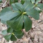 Daphne pontica Hoja