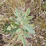 Indigofera schimperi 葉