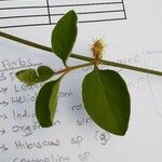 Pupalia lappacea Leaf