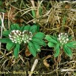 Trifolium bocconei Natur