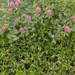 Trifolium alpestre Квітка