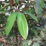 Chrysophyllum cainito Hoja