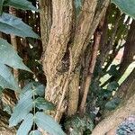 Berberis japonica Corteza