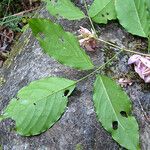 Arthroclianthus maximus Агульны выгляд