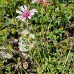 Crepis rubra Fleur