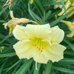 Hemerocallis minorЦветок