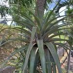 Tillandsia utriculata Hàbitat