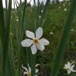 Narcissus × medioluteus Blomma