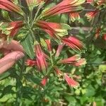 Alstroemeria psittacina Flor