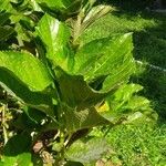 Hydrangea macrophylla Blad