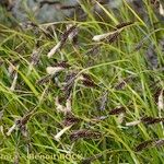 Carex frigida Muu