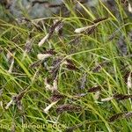 Carex frigida Mosusu