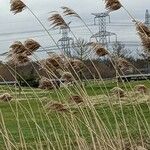 Phragmites australis Blomst