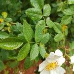 Rosa arvensis برگ