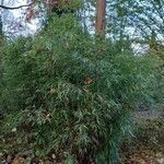 Phyllostachys sulphurea Habit