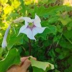 Datura stramoniumKvět