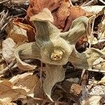 Adansonia digitata Blomst