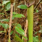 Sarracenia rubra Kéreg