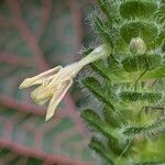 Fittonia albivenis Цветок