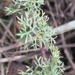 Verbena tenera Leaf