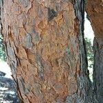 Pinus sylvestris Kabuk
