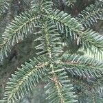 Abies cephalonica Fuelha