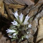 Obolaria virginica Flower