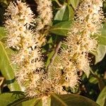 Prunus laurocerasus Květ
