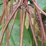 Catalpa bungei Fruit