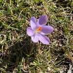 Crocus corsicus Floro