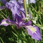 Iris tenax Blomst