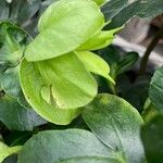 Helleborus nigerЛист