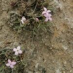 Houstonia rubra Habit