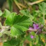 Pelargonium cucullatum Ліст