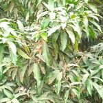 Mangifera indica ഇല