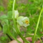 Staphylea trifolia 花