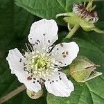 Rubus caesius Blüte