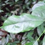 Trilepisium madagascariense Jani