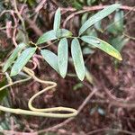 Geitonoplesium cymosum Hoja