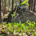 Uvularia sessilifolia ᱥᱟᱠᱟᱢ