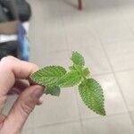 Hyptis atrorubens Leaf