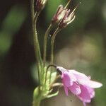 Primula matthioli Flower