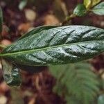 Chassalia gaertneroides Hoja