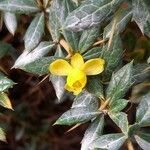 Berberis verruculosa Flower