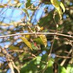 Fuchsia regia पत्ता