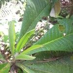 Siparuna pachyantha Leaf