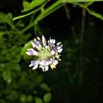 Bituminaria bituminosa Flower