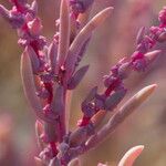 Suaeda maritima Leaf