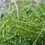 Elodea nuttallii Hábito